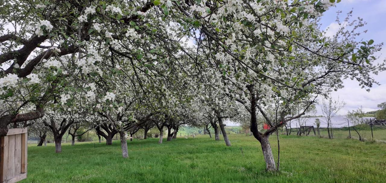 Valea Drăganului Pensiunea Agroturistica Ica מראה חיצוני תמונה