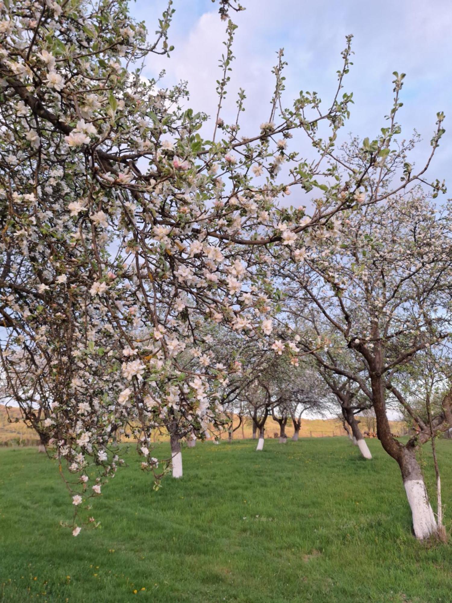 Valea Drăganului Pensiunea Agroturistica Ica מראה חיצוני תמונה