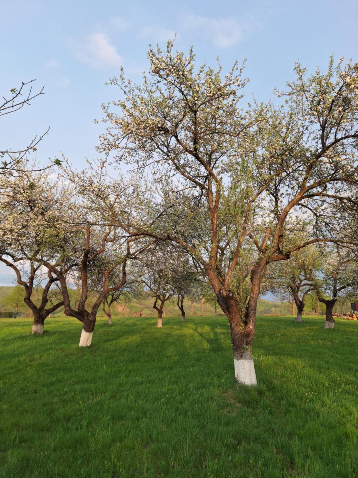 Valea Drăganului Pensiunea Agroturistica Ica מראה חיצוני תמונה